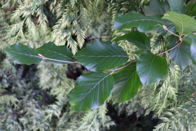 Fagus sylvatica 'Fastigiata, Dawyck Gold' - buk lesní - lístky